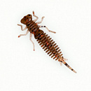 Силиконовая приманка Fanatik Larva 3.5 цвет 006 (4шт)