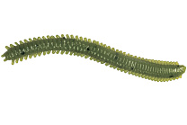 Червь LureMax RAG WORM 3''/7см, LSRW3-022 Olive (10 шт.)