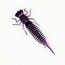 Силиконовая приманка Fanatik Larva 2 цвет 007 (8шт)