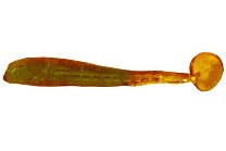 Виброхвост LureMax PINHEAD MINNOW 1,5''/3,5см, LSPM15-003 Motor Oil (10 шт.)
