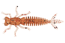 Силиконовая приманка LureMax KARAKATITSA 3''/7,5 см, 007 - Ebimiso Oil (6шт)