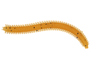Червь LureMax RAG WORM 3''/7см, LSRW3-004 Caramel Oil (10 шт.)