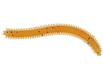 Червь LureMax RAG WORM 3''/7см, LSRW3-004 Caramel Oil (10 шт.)