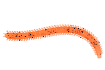 Червь LureMax RAG WORM 3''/7см, LSRW3-008 Fire Carrot (10 шт.)